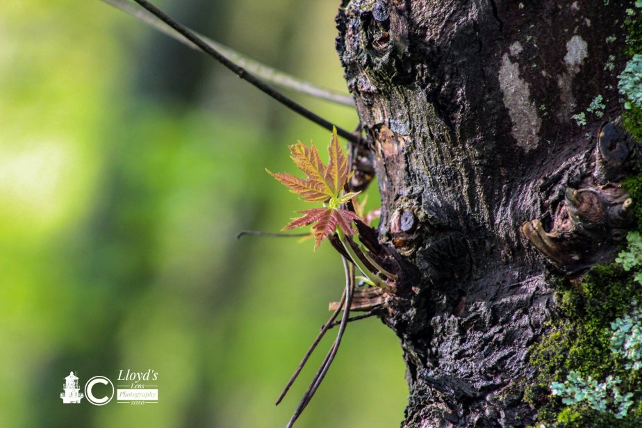 Disruption Precedes Regeneration