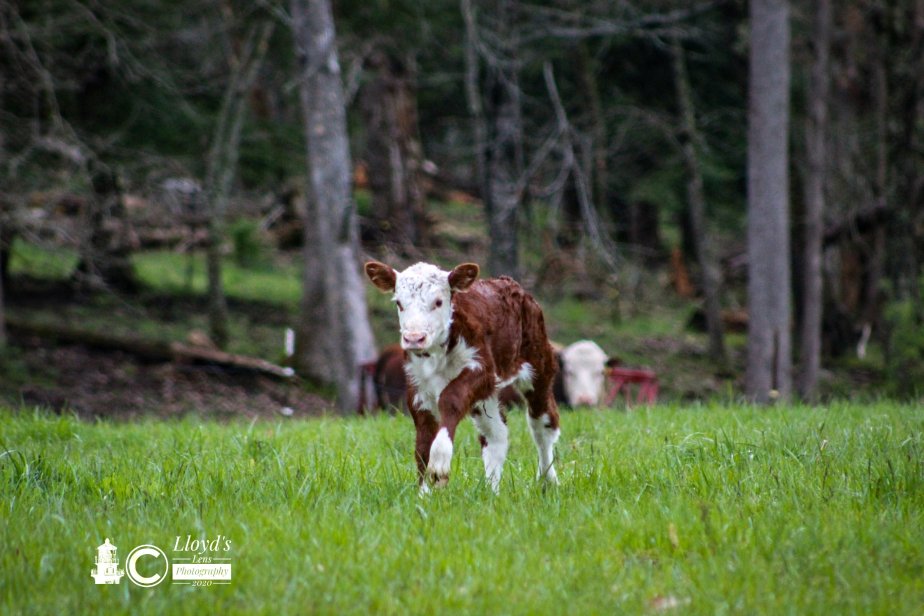 New Life On The&nbsp;Farm