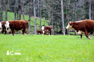 There she goes again