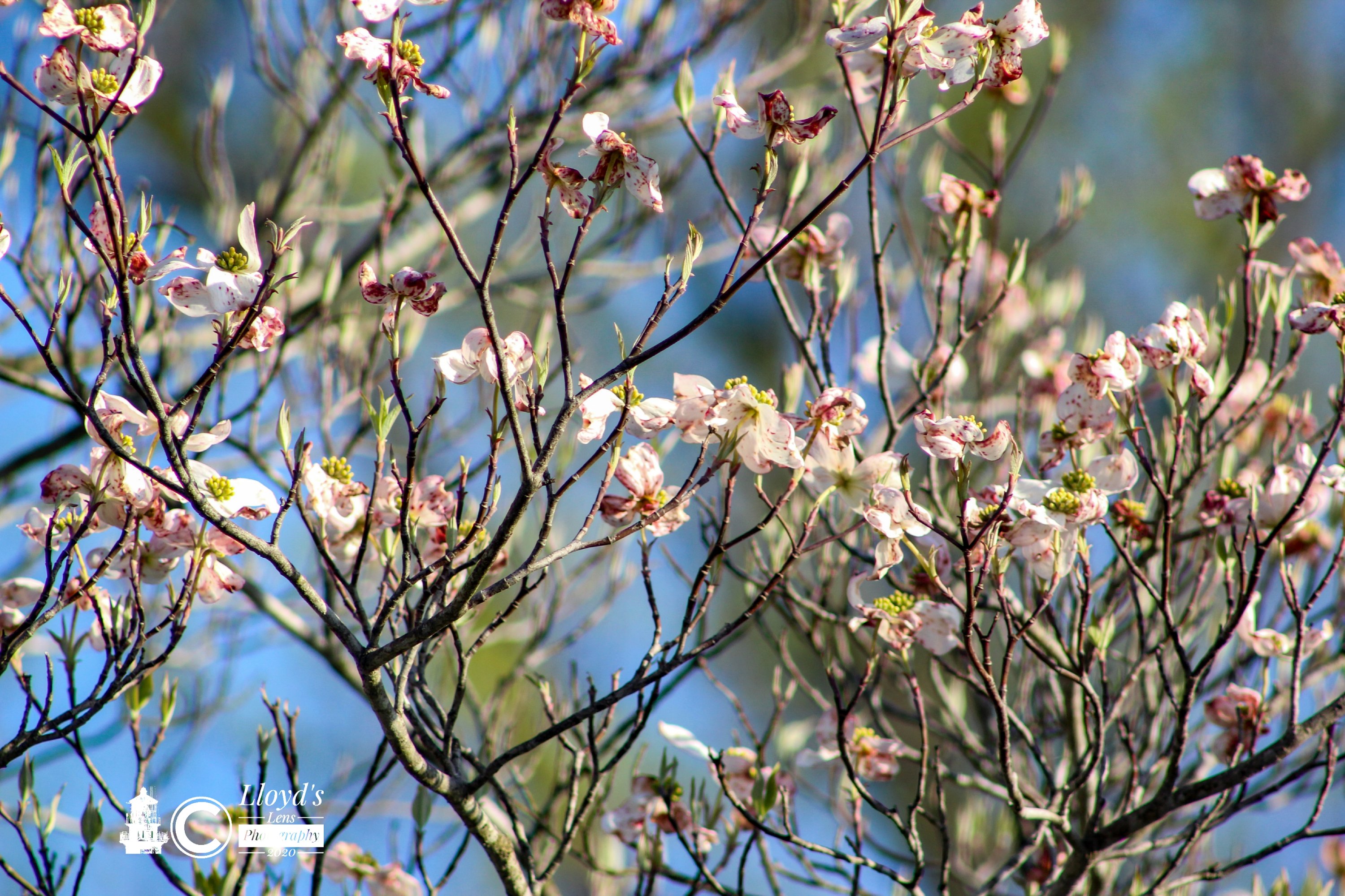 Dogwood Flowers 5220b