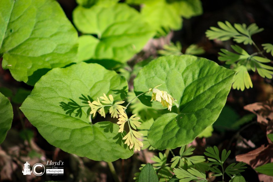 Thoughts On Life-Time In The&nbsp;Forest