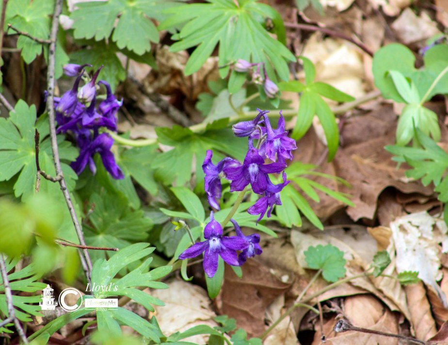 Dwarf Larkspur