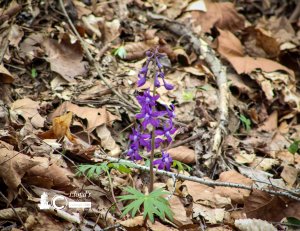 Dwarf Larkspur 41120b