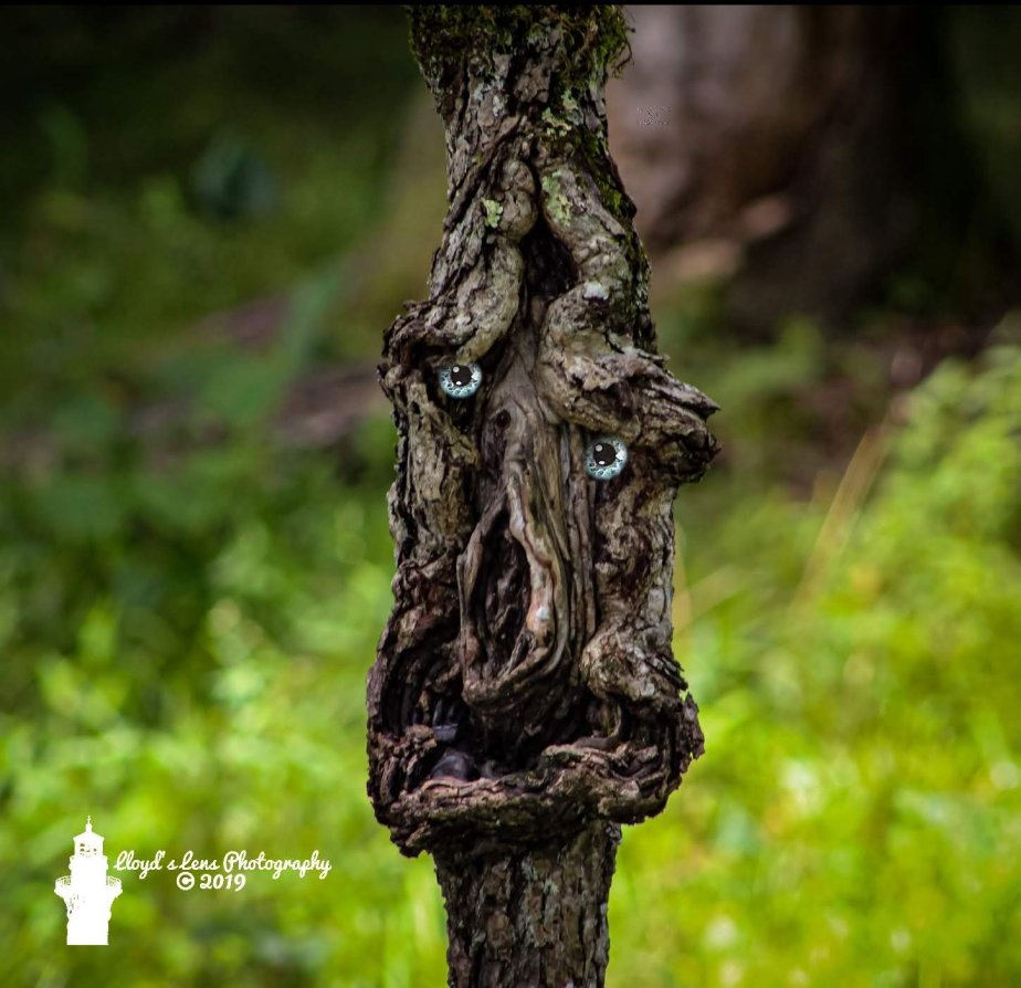 Encounter With A Forest&nbsp;Curmudgeon