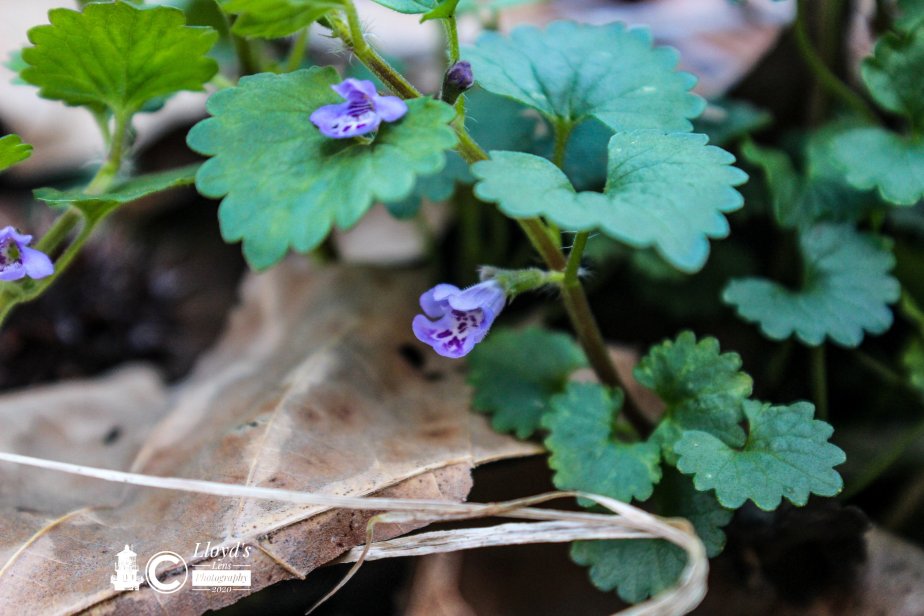 Forage Friday #58 Ground&nbsp;Ivy