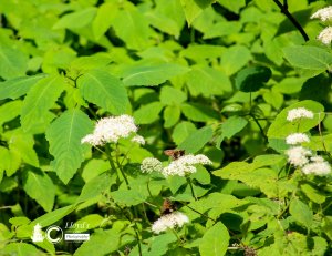 Skippers and Hydrangea 61520a