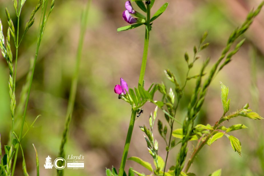 Forage Friday #60&nbsp;Vetch