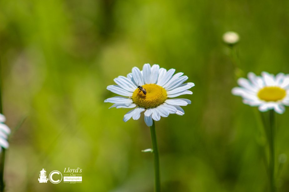 And Then On Day…&nbsp;Daisies!