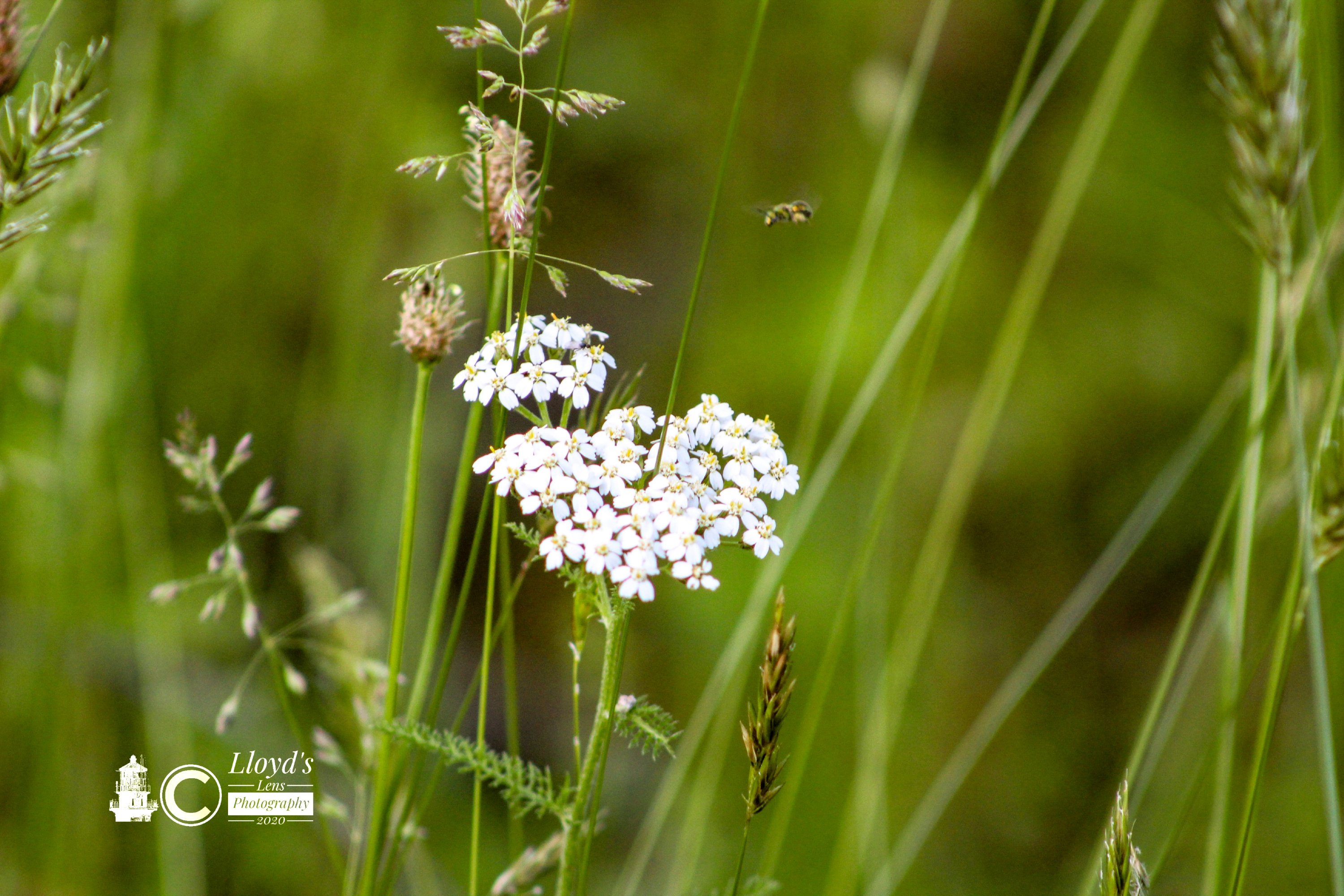 Treasures In The Grass 6220