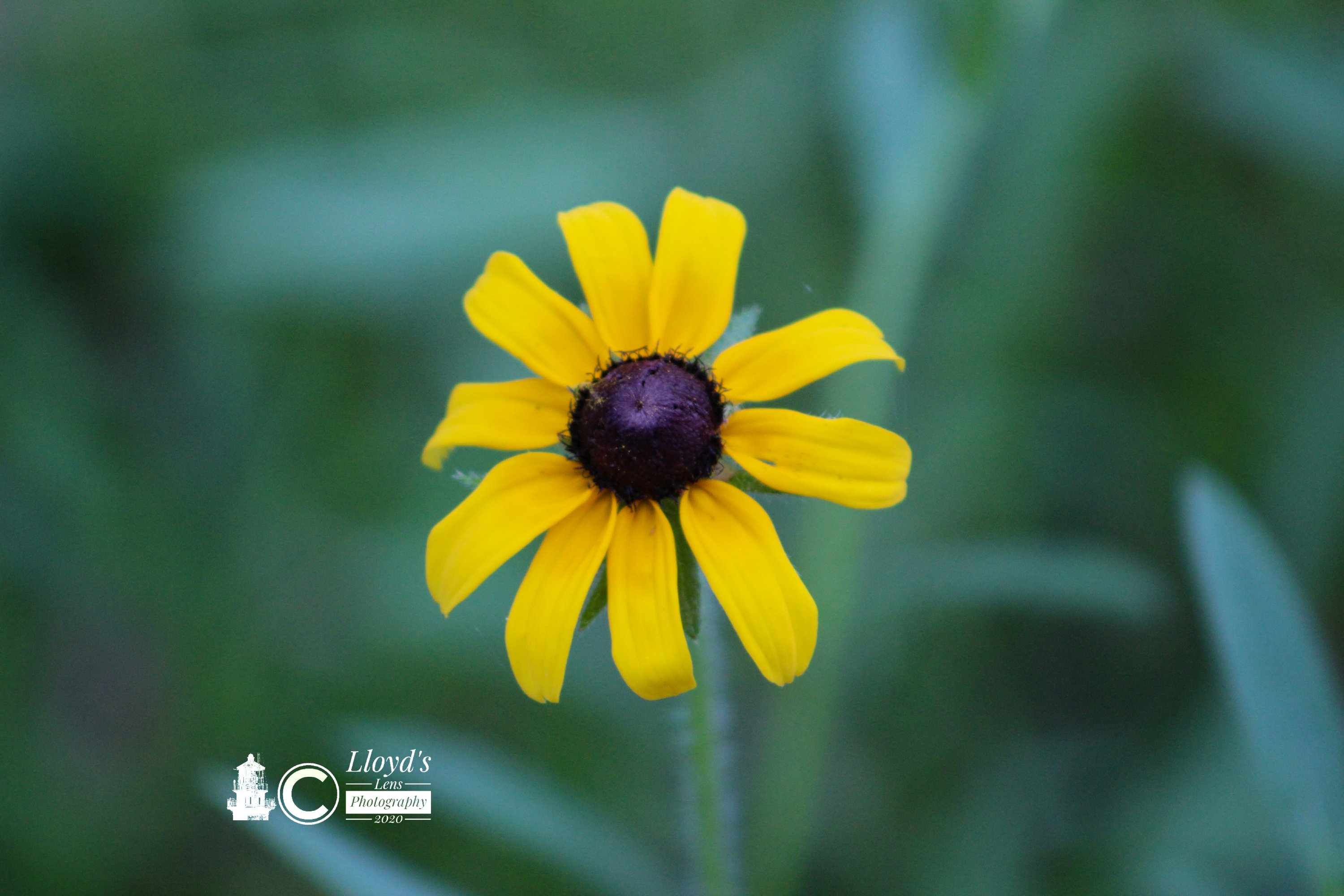 Black-eyed Susan 62020a