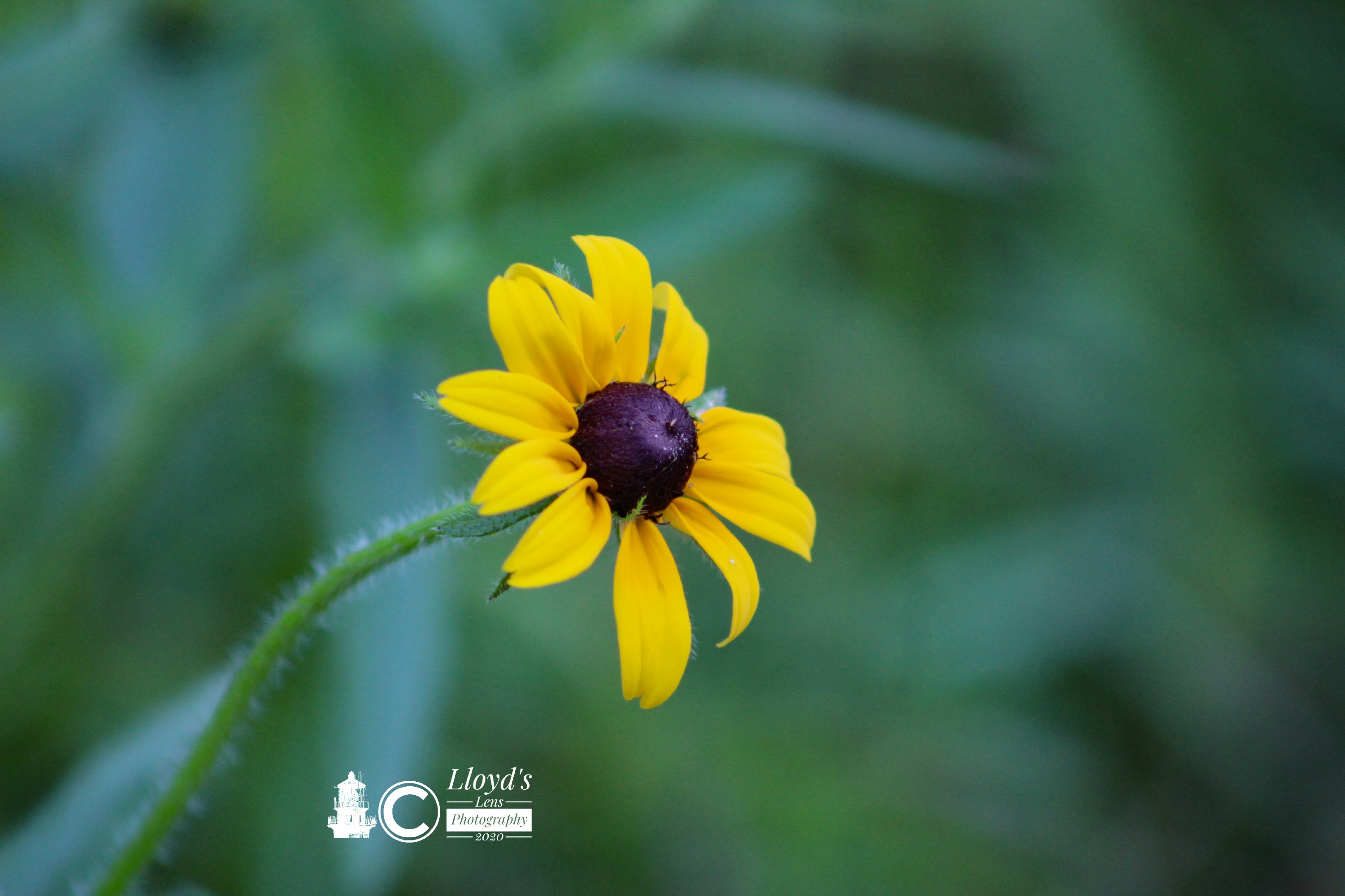 Black-eyed Susan 62020b