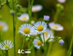 Daisy Fleabane 62020a