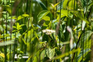 Silky Dogwood 63020c