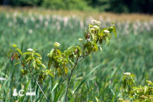 Silky Dogwood 63020b