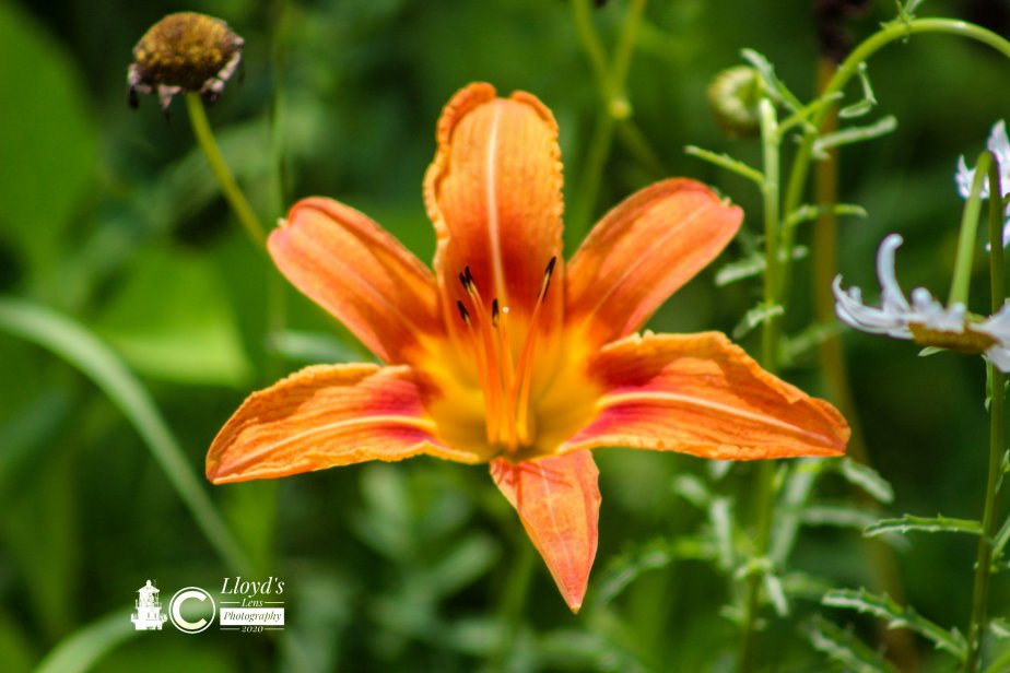 Orange Lily A Pretty Face But Little&nbsp;Else