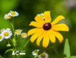Black-eyed Susan and Daisy Fleabane 63020a