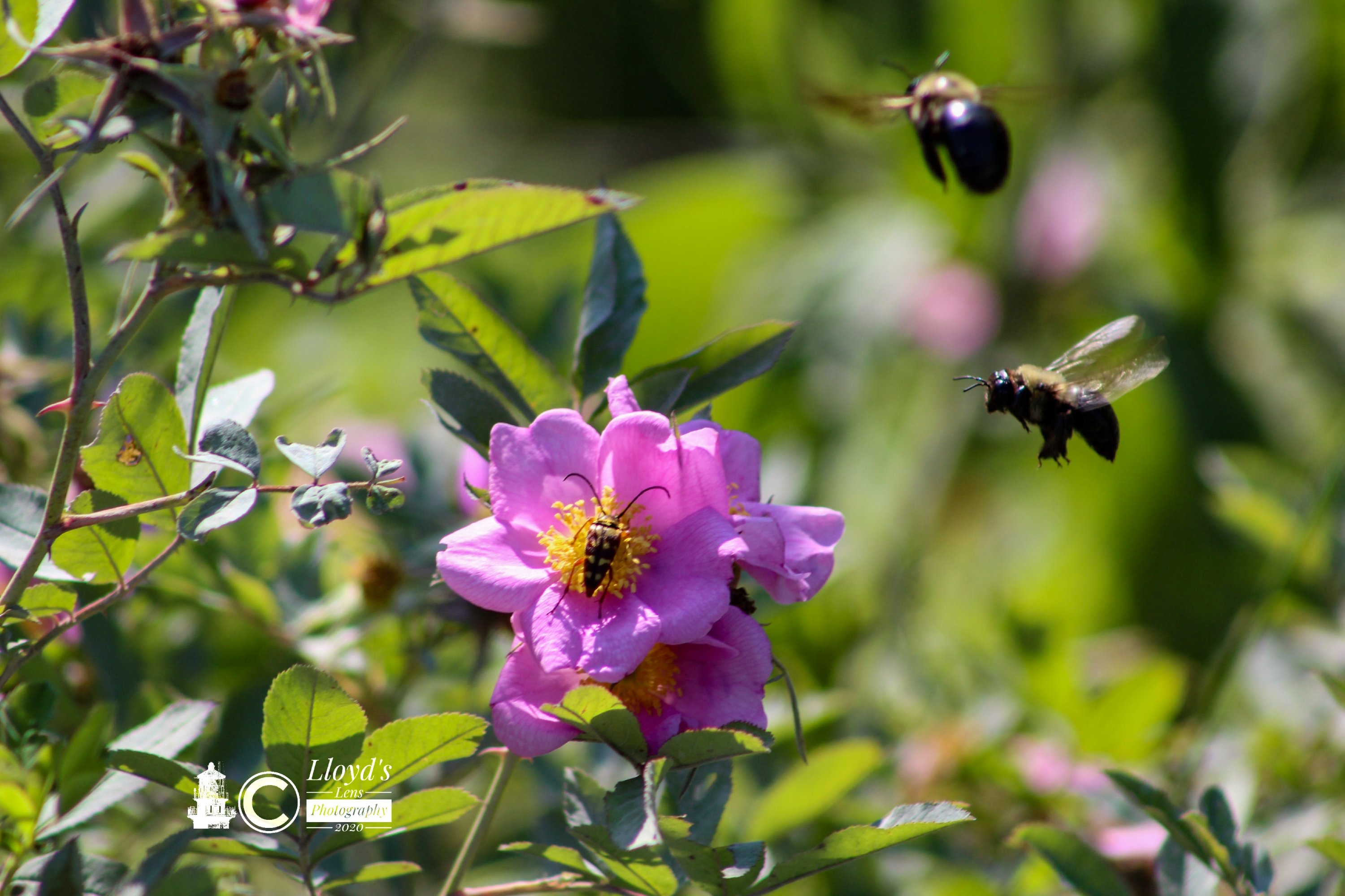 Feeding Frenzy 71020a