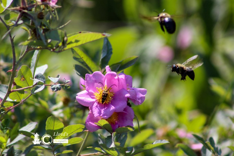 Sunshine And Roses Part&nbsp;2