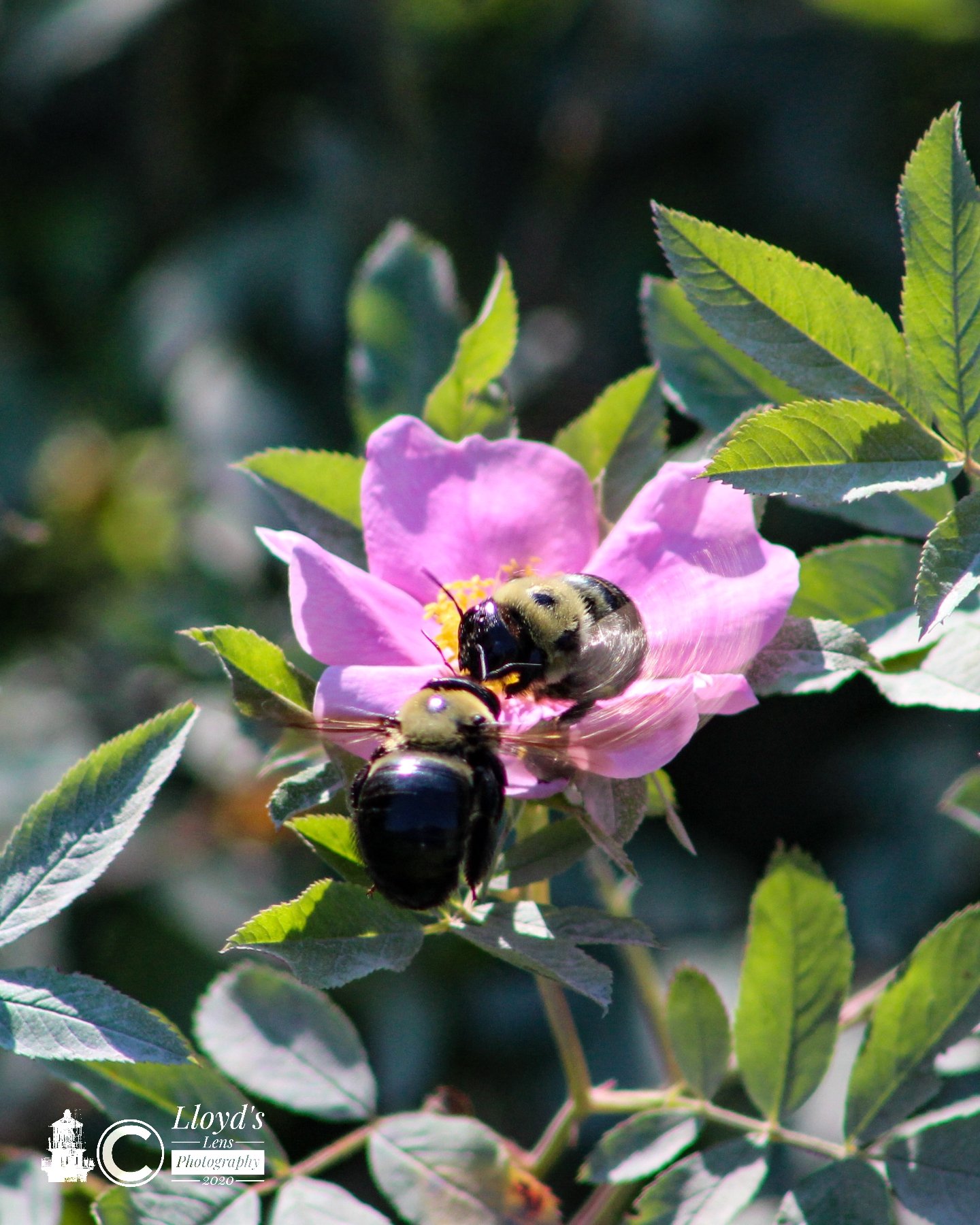 Duel Between The Giants 71120a