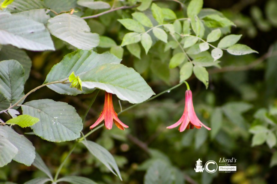 Canada Lily. The Appalachian Native Alternative To Orange&nbsp;Lily