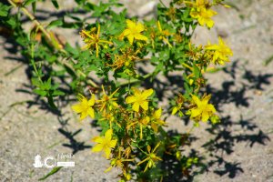 St. John's Wort 71020d