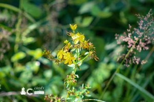 St. John's Wort 71020c