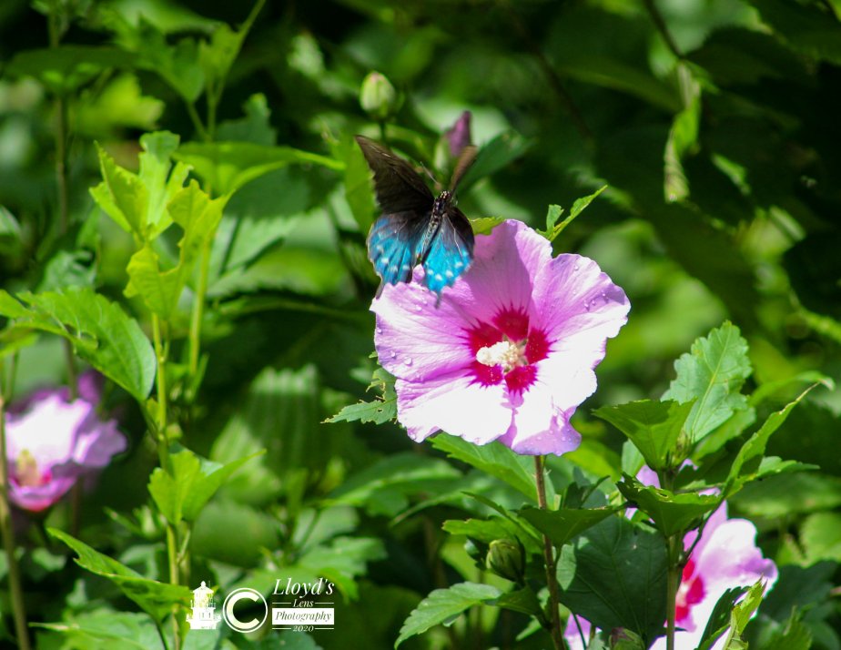 The Male Pipevine Swallowtail Encounter On July&nbsp;26th.