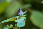 Eastern Tailed Blue 80420a