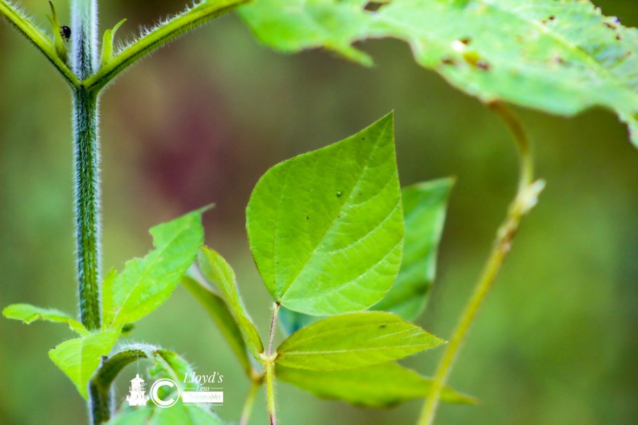Forage Friday #69 Hog&nbsp;Peanut.