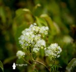 Meadow Rue 70319