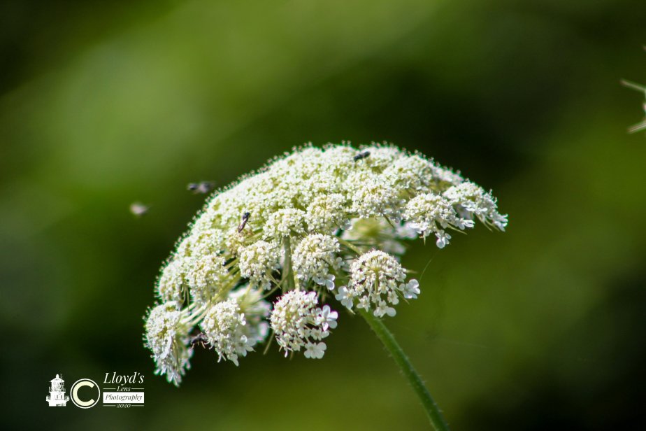 A Moment Of Summer&nbsp;Life