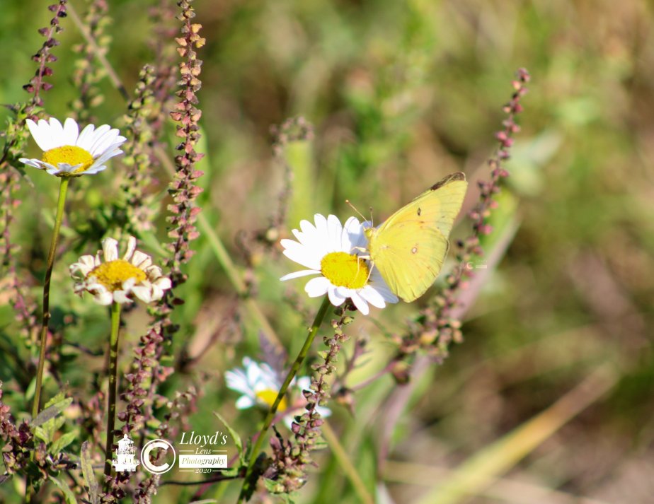 Orange Sulphur Butterfly On The&nbsp;Spillway