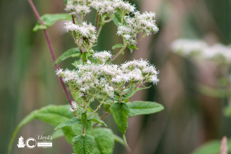 Forage Friday #78 Virginia&nbsp;Boneset