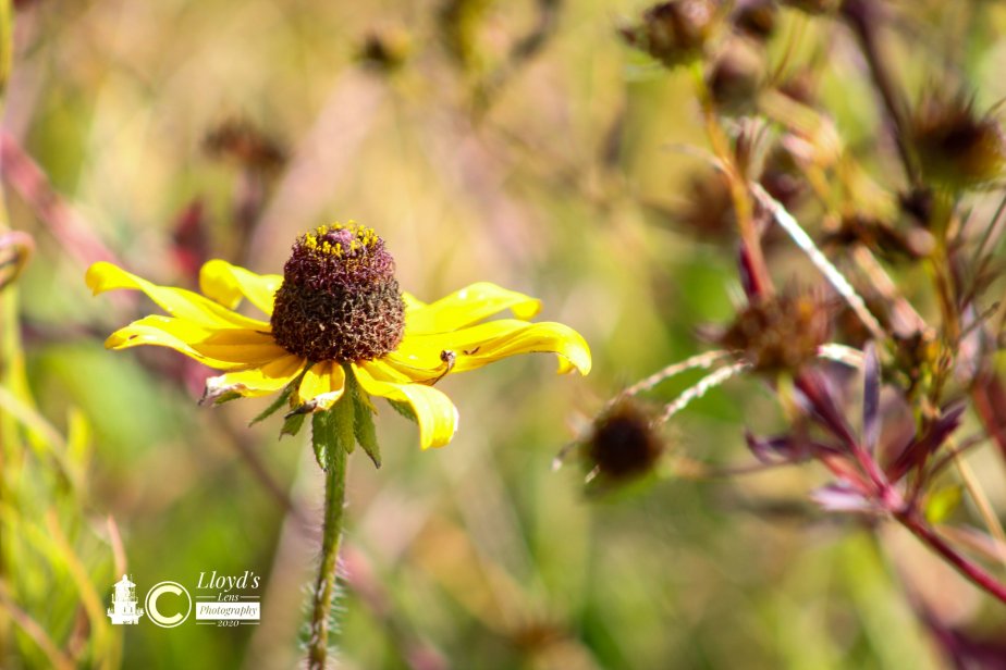 The Grand Dame Of The&nbsp;Meadow.