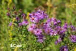 New England Asters 100620a