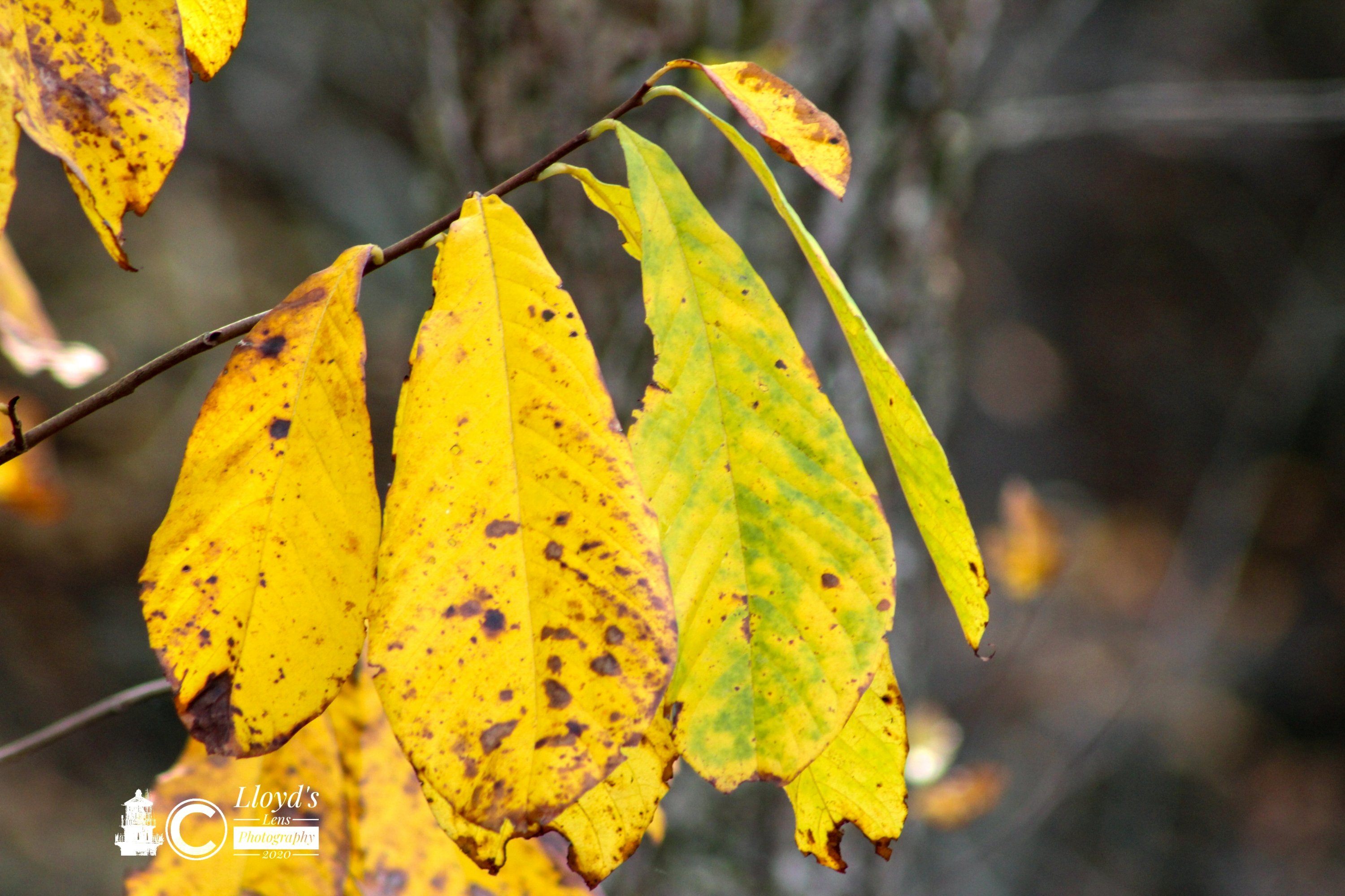 Pawpaw Leaves In Fall 102020a