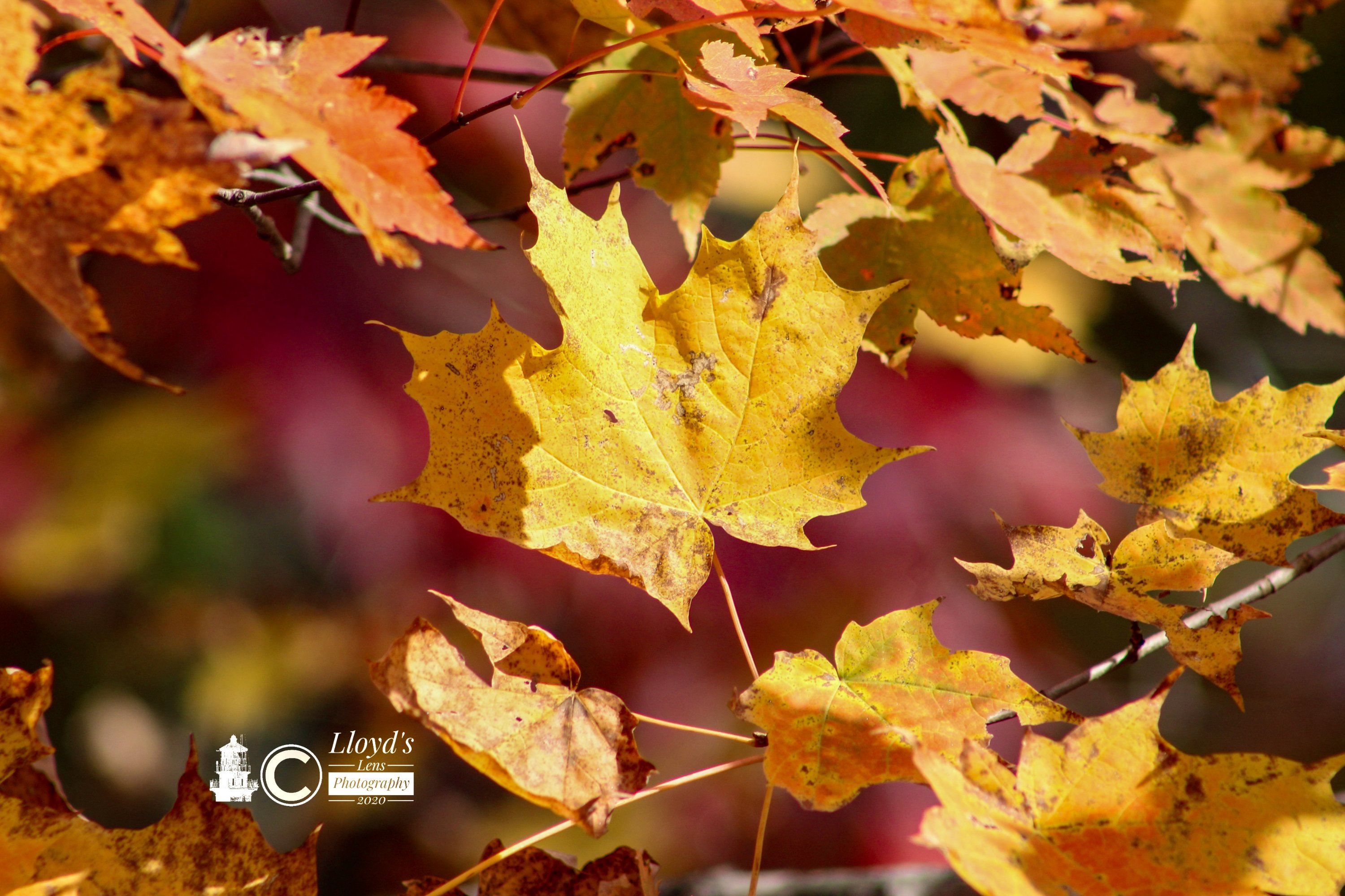 Appalachian Treasures 102020a