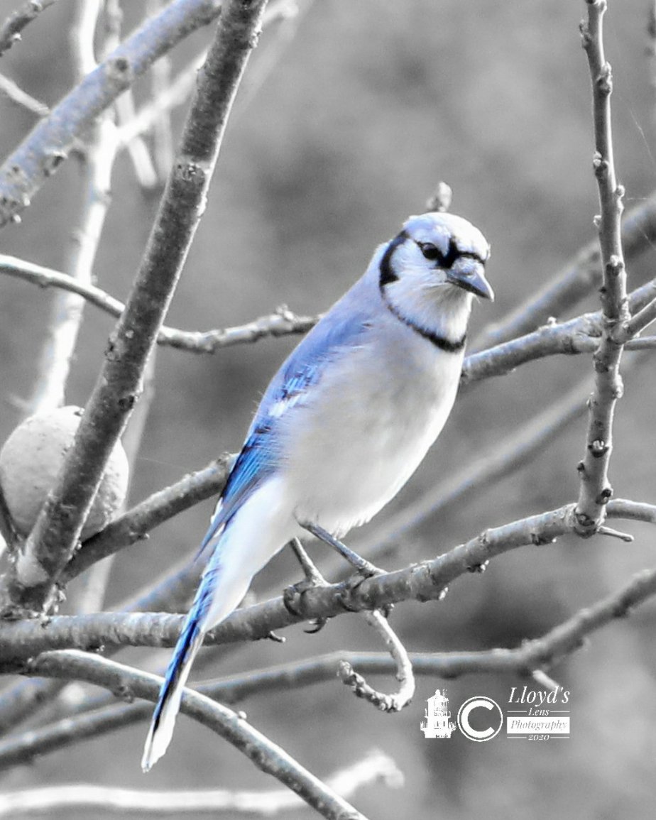The October Blue Jay&nbsp;Encounter