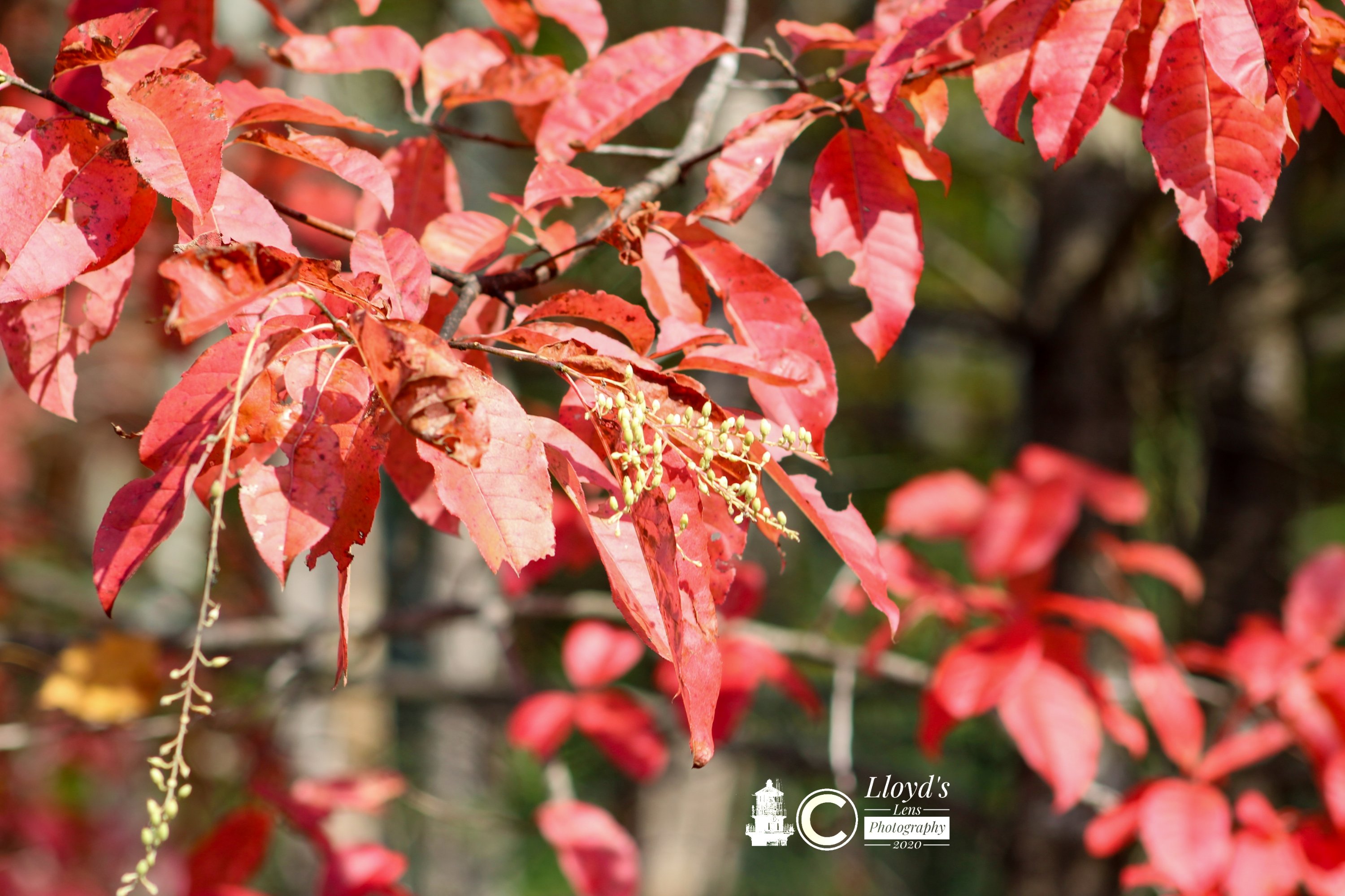Sourwood Flowers 102020a