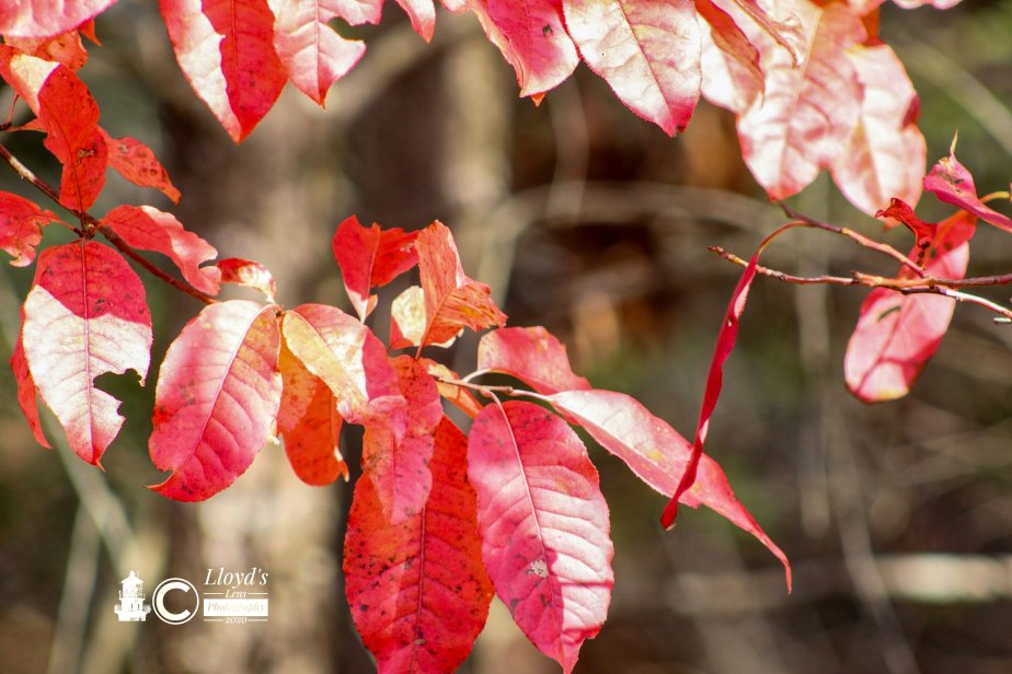 Forage Friday #81&nbsp;Sourwood