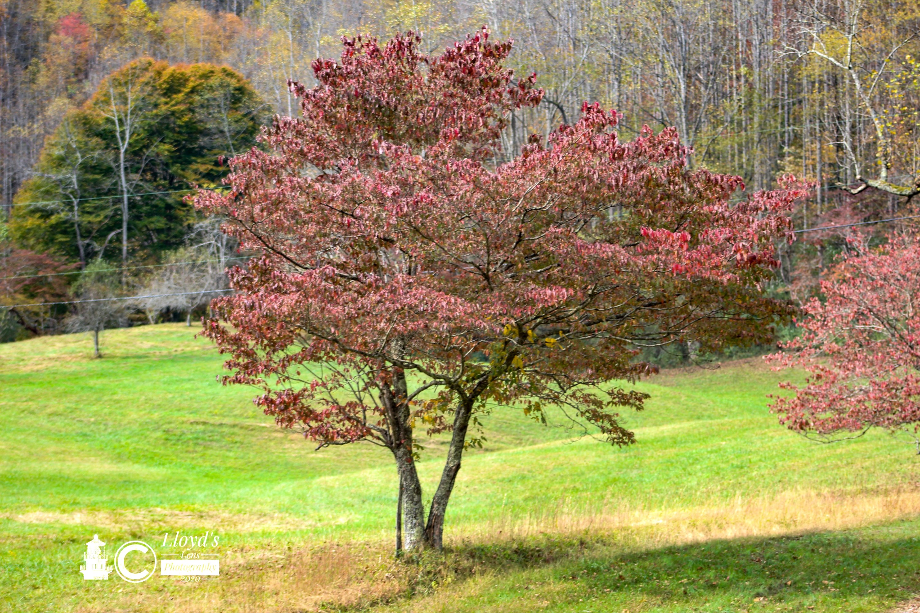 Dogwood Tree 102120a