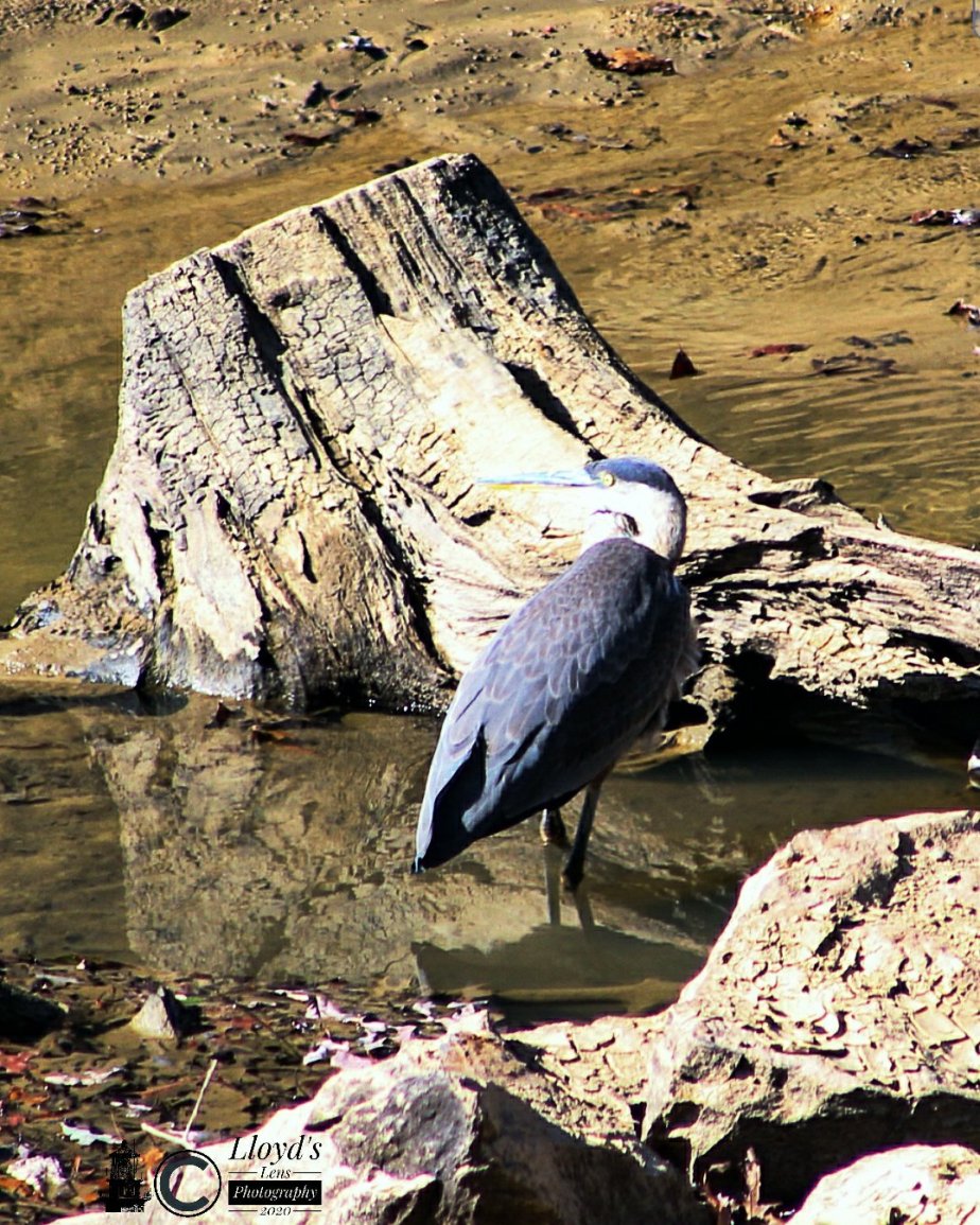 A Question About&nbsp;Herons
