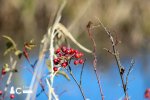 Rose Hips 110420a