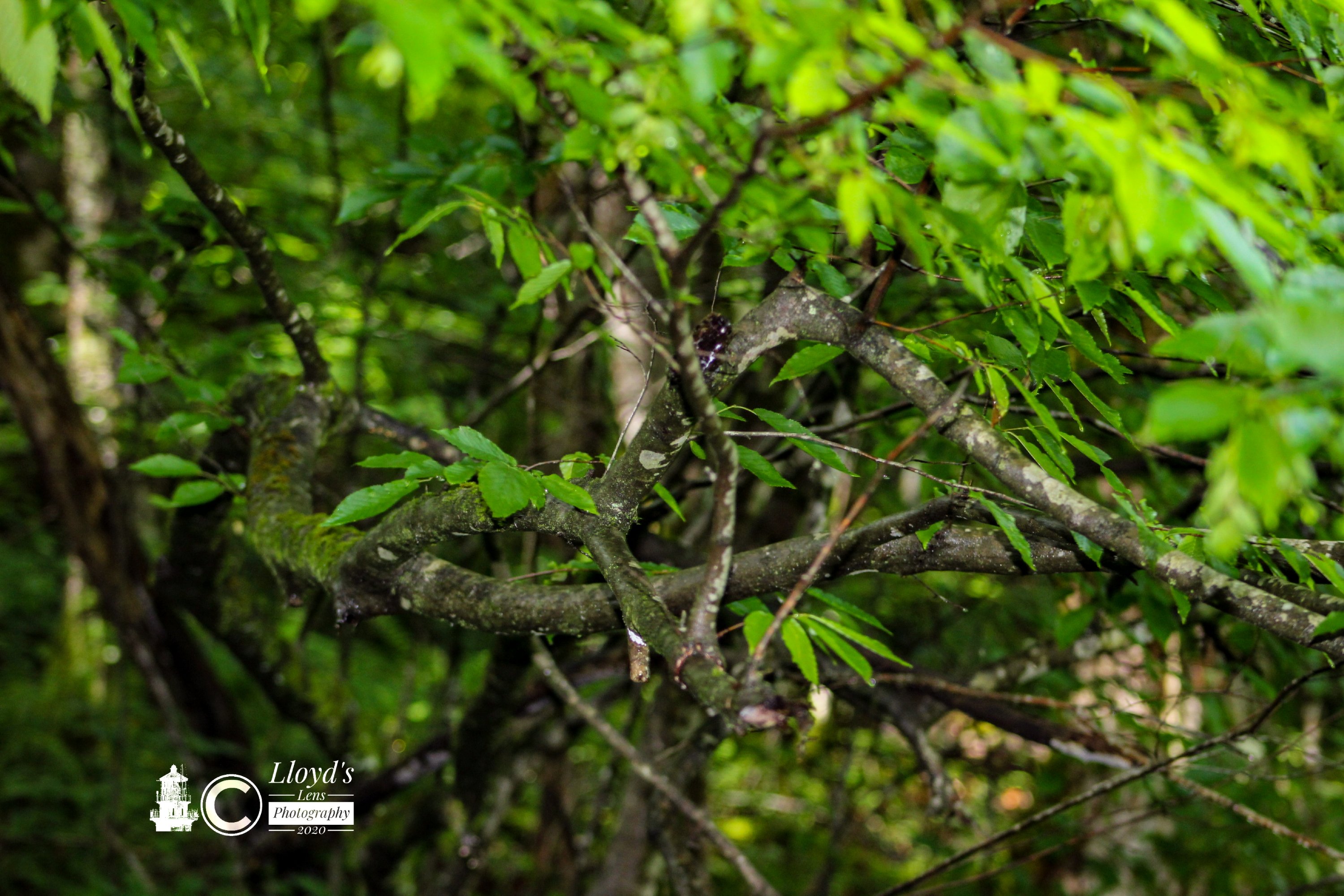 Hornbeam in full green.