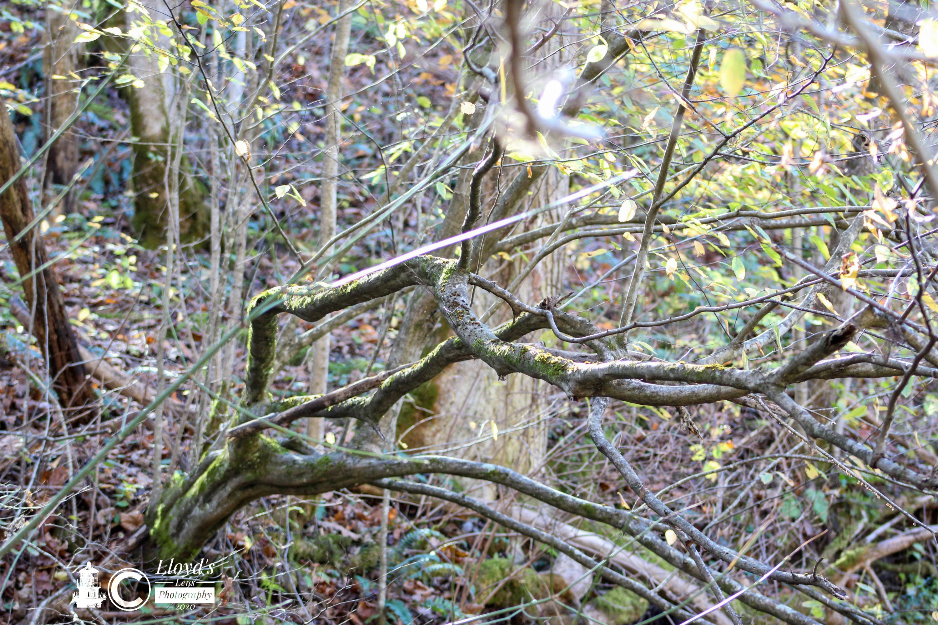 My Favorite Hornbeam 110420a