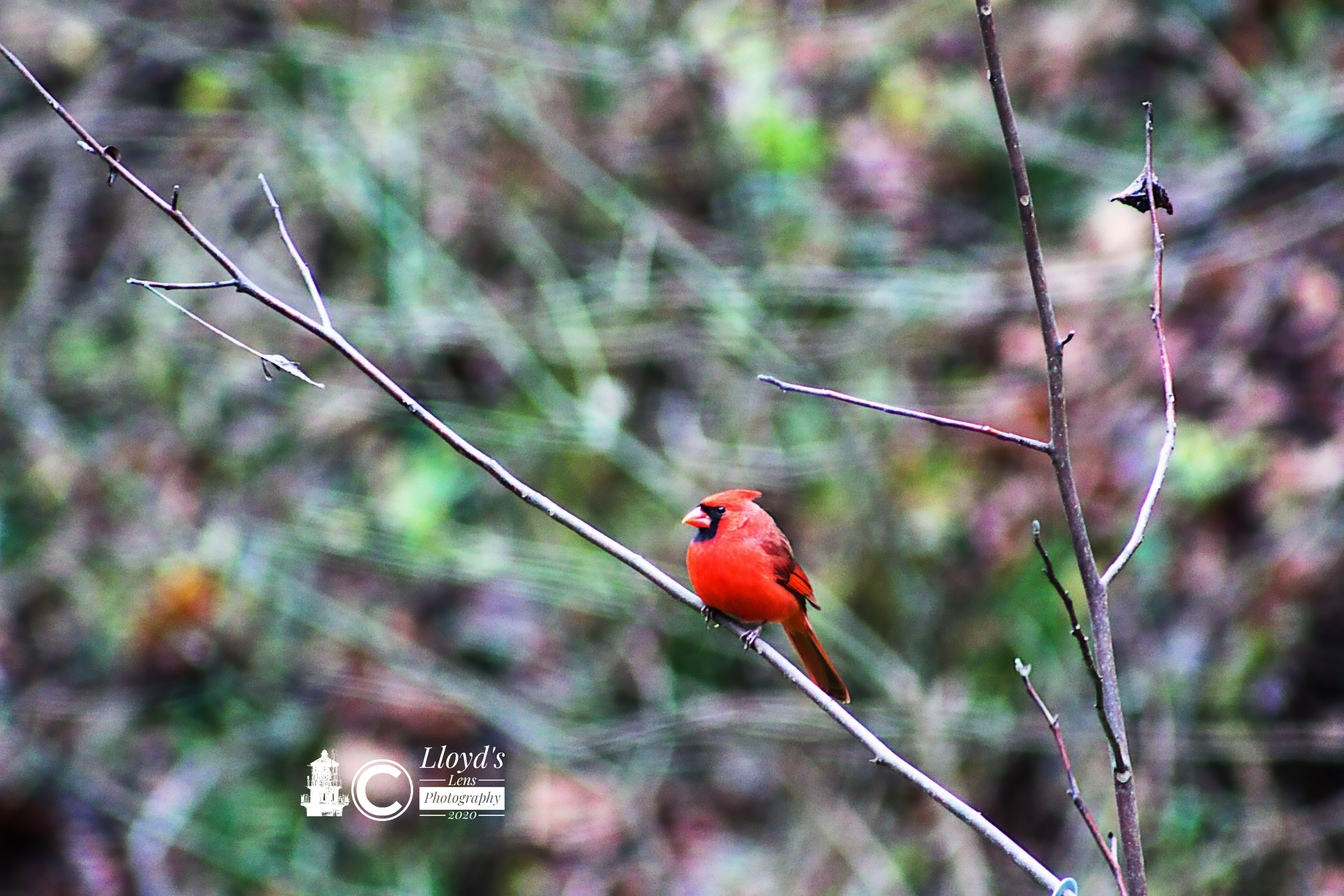 Male Cardinal 112520a