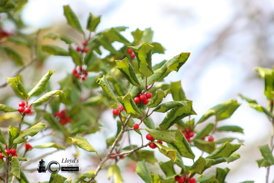 Christmas Thoughts 2020