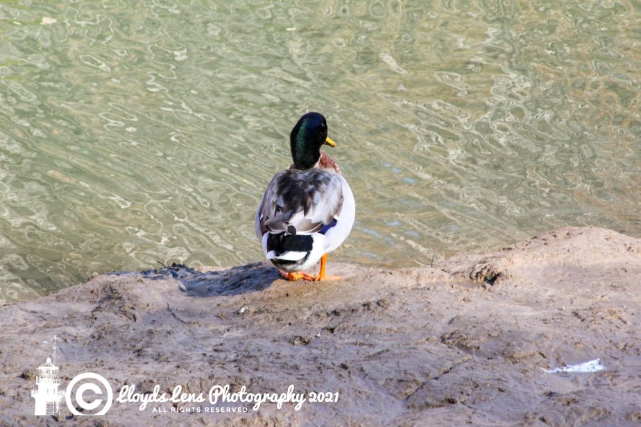 Things Are Just Ducky #17 It’s Tomorrow&nbsp;Already