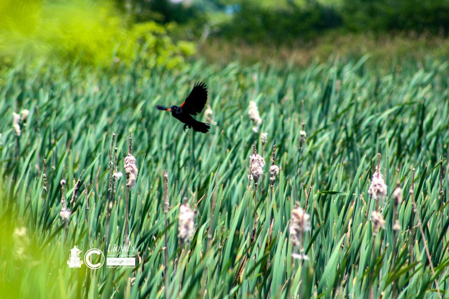 A Breath Of&nbsp;Summer