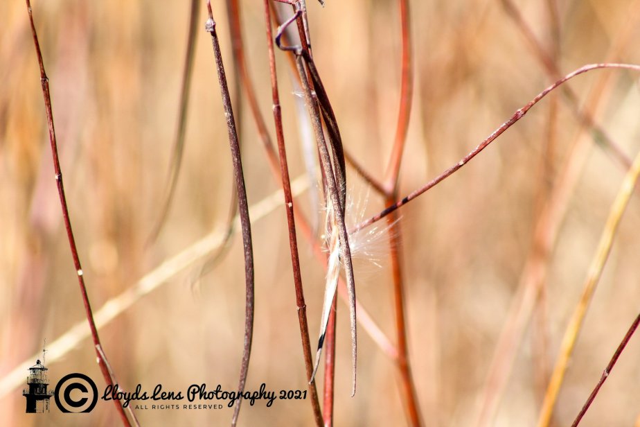 Forage Friday #93 Dogbane or Indian&nbsp;Hemp